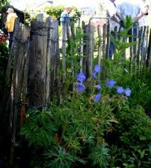 Flexibler Zaun Aus Holzbrettern Asten Und Draht Holzbrett Zaun Holz