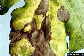 We did not find results for: Identify And Control Septoria Leaf Spot