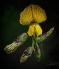 Image result for Rhynchosia caribaea