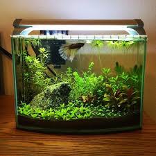 Akvaristan Akvaryum On Twitter Betta Aquarium Cool Fish Tanks Aquarium Fish