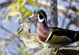 Safety glasses should be worn everyone in the woodworking removing unwanted species such equally starlings. Wood Duck Box Placement And Maintenance Mossy Oak
