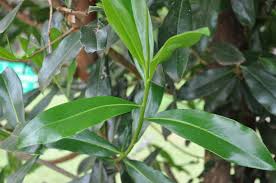 Image result for Warburgia ugandensis