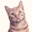 List of Cat Breeds | Petfinder