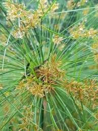 Image result for Cyperus papyrus