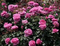 Rose yves piaget hybrid tea r, lovely, large, fragrant double blooms supported on strong, long stems. Yves Piaget Star Roses And Plants