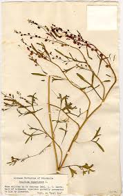 Image result for Lepidium bonariense