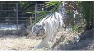 2021 film independent spirit awards nominations announced. Top 30 White Tiger Gifs Find The Best Gif On Gfycat