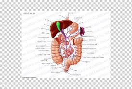 portal vein hepatic veins hepatic portal system inferior vena cava others text hand human png klipartz portal vein hepatic veins hepatic