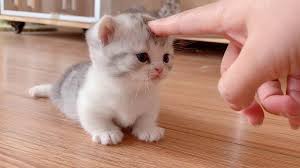 While my sister thinks trevor is the cutest name around, i'd prefer dandelion or snap dragon. Omg So Cute Cats Best Funny Cat Videos 2021 84 Youtube