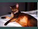 Abyssinian Kittens for Sale - Felines4us