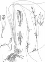 Image result for Costularia natalensis