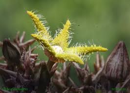 Image result for Orbea dummeri