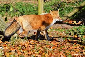 Herbst im naturgarten fuchs igel waschbär amsel katze видео igel fuchs waschbär im garten канала angrivarier. Fuchs Im Garten Wie Reagiert Man Richtig
