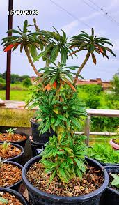 Image result for Dorstenia cuspidata