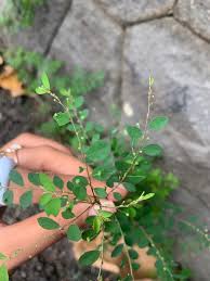 Image result for Phyllanthus tenellus