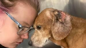 Fundraiser by Megan Driver : In need of a Rescue Transportation Van