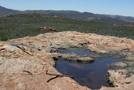 Image result for Isoetes welwitschii