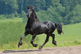 All visual content on domain.com is uploaded by users. Das Herz Des Pferdes Ein Wunderwerk Der Natur Propferd At Osterreichs Unabhangiges Pferde Portal Wissen Aktuelles Wissen