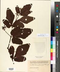 Image result for Cissus cucumerifolia