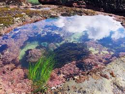 Tidepool At Otter Rock Marine Reserve By Oregon State Parks Tropical Travel Tide Pools Oregon State Parks