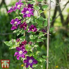 Maybe you would like to learn more about one of these? Clematis Warszawska Nike Plants Thompson Morgan