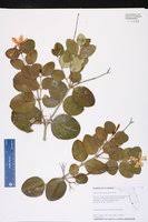 Image result for Carissa praetermissa