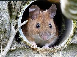 Mousie Cute Animals Pet Mice Animals Beautiful