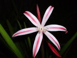 Image result for Crinum jasonii