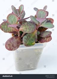 Image result for Kalanchoe humilis