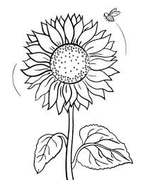 Nah itulah kumpulan 50+ gambar bunga matahari atau sunflower images, baik berupa foto bunga. Gambar Sketsa Bunga Matahari Harian Nusantara