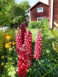 Gartenhaus Im Schwedenstil Gestalten Sie Eine Thematische Gartenecke Haus Und Garten Schweden Und Garten