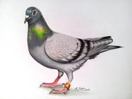 Racing Pigeon By Yandereraptor Racing Pigeons Bird Art Pigeon