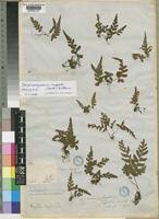 Image result for Triplophyllum