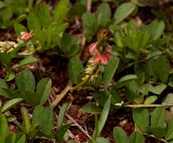 Image result for Indigofera spicata