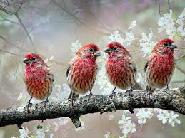 Birds Of A Feather Flock Together Song To Help Guard Against Unrealistic Thinking Remember This The Old Saying That Birds Of A Feather Flock Together Is Re Pretty Birds Pet Birds Beautiful Birds
