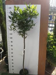Sweet laurel makes sweet things simple. Dafnh Toy Apollwna Laurus Nobilis Green Gardens Fytwria Pagkalos
