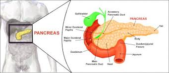 Image result for pancreas location
