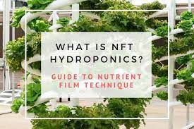 Nft Hydroponics Is A Type Of Soil Less Cultivation This Article Outlines All You Need To Know To Get Started Growing Nft Hydroponics Hydroponics Garden Guide