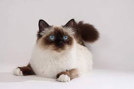 die heilige birma hat stets weisse fusse heilige birma katze heilige birma birma katze
