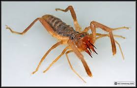 One argument people make is that this spider features 10 legs. Arthropods 2