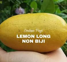 Harga bibit jeruk lemon import kondisi berbuah. Jual Produk Bibit Pohon Buah Import Termurah Dan Terlengkap Agustus 2021 Bukalapak