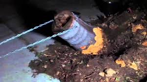 Maybe you would like to learn more about one of these? Remove Queen Palm Tree Stump With 120 Horses Youtube