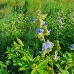 Image result for Crotalaria polysperma