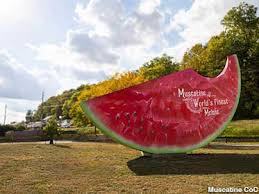 Image result for Memecylon insulare