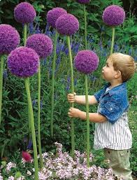 Easy to grow, it is perfect in flower beds or in pots and garden boxes to decorate your terrace or. Gladiator Allium Allium Giganteum A Perennial Giant Onion Often Referred To As Truffula Flowers Insp Purple Plants Allium Flowers Alice In Wonderland Garden