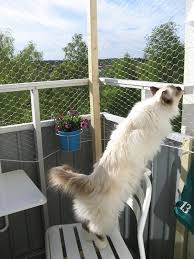 Balkon Fur Katzen Sichern Tipps Und Ein Beispiel Mit Transparentem Netz Katzen Katze Balkon Und Katzennetz