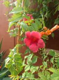 Growing vigorously up to 40 feet in height, the balboa sunset trumpet vine is not a plant for the mailbox. Balboa Sunset Trumpet Creeper Red Hills Desert Gardenred Hills Desert Garden