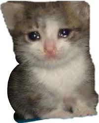 Find the best 1920x1080 hd meme wallpaper on getwallpapers. Crying Cat Memes