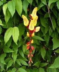 Image result for Thunbergia mysorensis