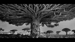 However, one species in particular outlives them all. Oldest And Tallest Trees In The World Youtube